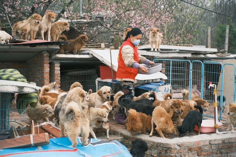 A volunteering woman is surrounded by dogs (of all different breeds) in a shelter. She is feeding them.