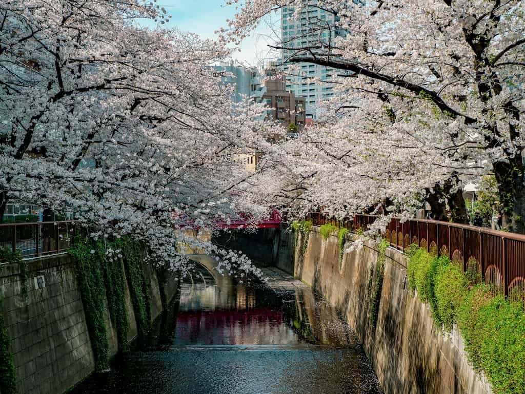 Picture of the Meguro river during spring when the cherry blossoms are in full blossom making it a popular destination for people living in tokyo